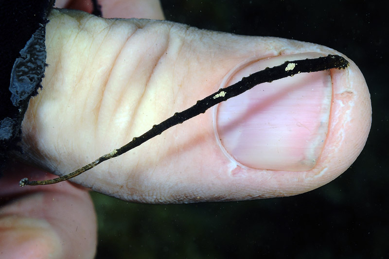 Pontobdella cf. aculeata dall''Isola del Giglio